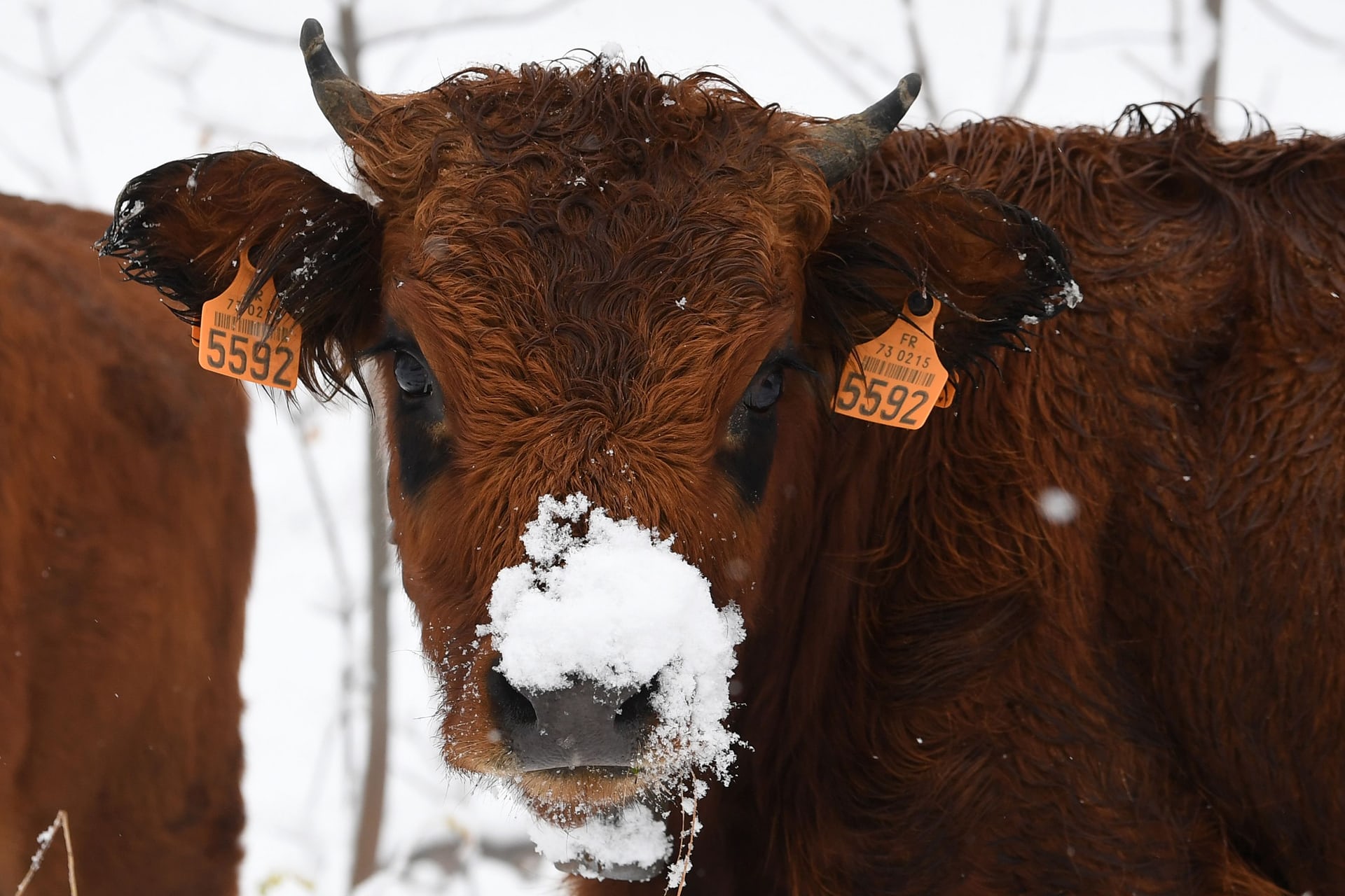 A cow stands in a snow-covered field on the Col de la Madeleine mountain pass in the French Alps, Celliers, France. PHOTO: REUTERS
