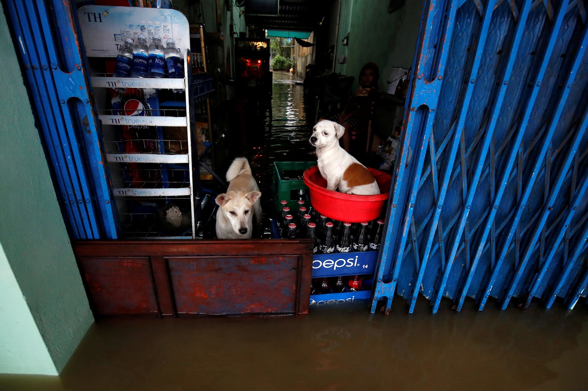 Dogs shelter in a flooded shop after Typhoon Damrey, Hue city, Vietnam. PHOTO: REUTERS