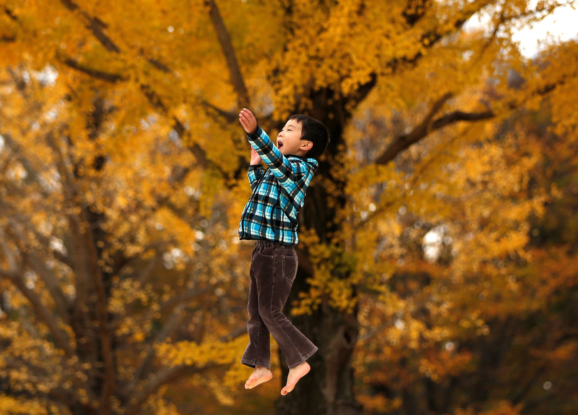 A six-year-old boy plays in front of yellow ginkgo leaves in a park, Tokyo, Japan. PHOTO: REUTERS