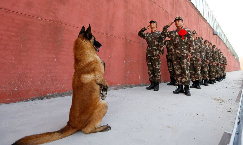 An army dog sits up as retiring soldiers salute their guard post in Jiangsu province, Suqian, China. PHOTO: REUTERS