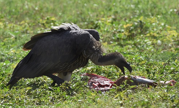 A white-backed vultures eating meat in an enclosure at the Vulture Conservation Centre run by World Wide Fund for Nature-Pakistan (WWF-P) in Changa Manga, about 80km from Lahore. PHOTO: AFP