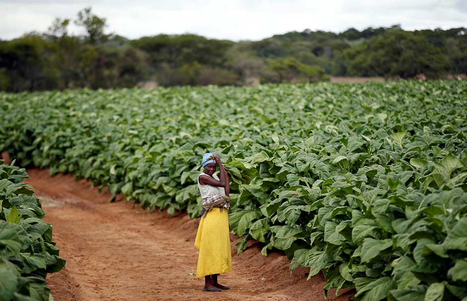 A farm worker looks on during the harvesting of tobacco at Dormervale farm east of Harare, Zimbabwe. PHOTO: REUTERS