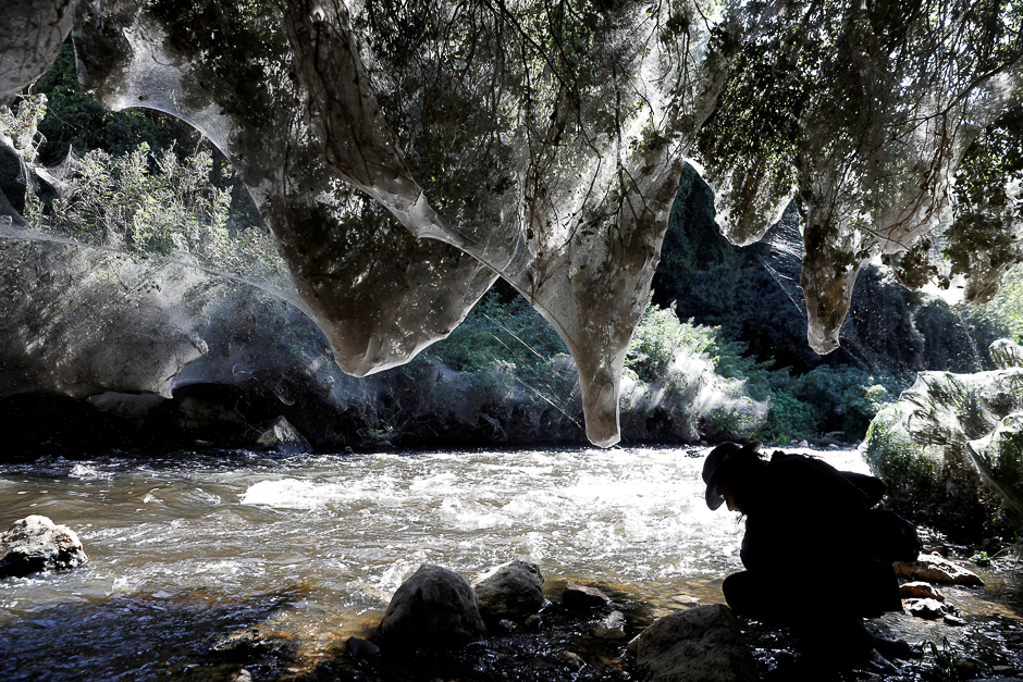 Igor Armicach, a doctoral student at Hebrew University's Arachnid Collection, looks onto giant spider webs, spun by long-jawed spiders (Tetragnatha), covering sections of the vegetation along the Soreq creek bank, near Jerusalem. PHOTO: REUTERS