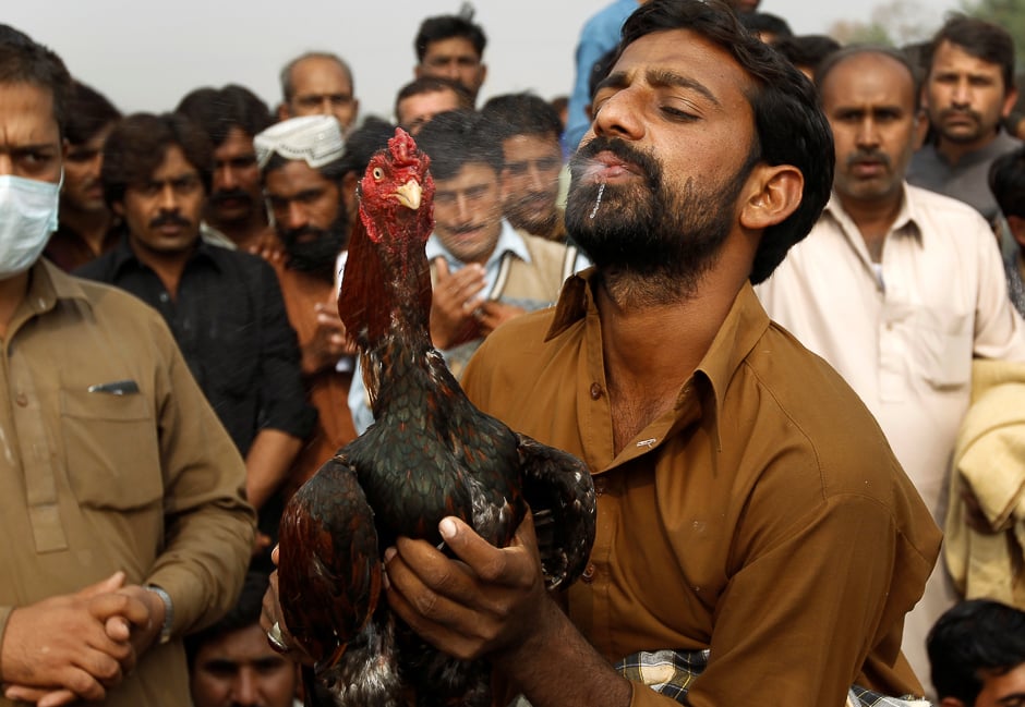 The owner of a rooster sprays water on the head of his bird to help it cool down after a cockfight in Fateh Jang, Pakistan. PHOTO: REUTERS