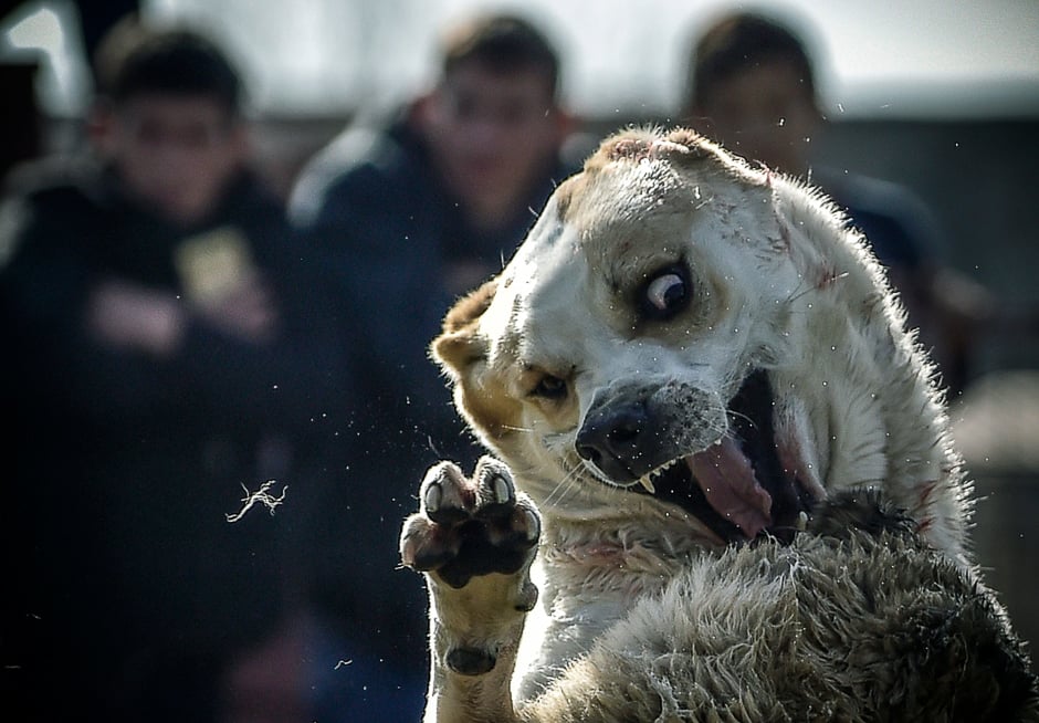 Two wolfhounds take part in a dogfight in a stadium in the Kyrgyzstan capital Bishkek during fights organised by a local breeders aiming to improve the Asian Shepherd breed, organisers said. PHOTO: AFP