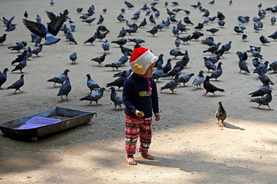 A boy feeds pigeons on a cold winter morning, Kolkata, India. PHOTO: REUTERS