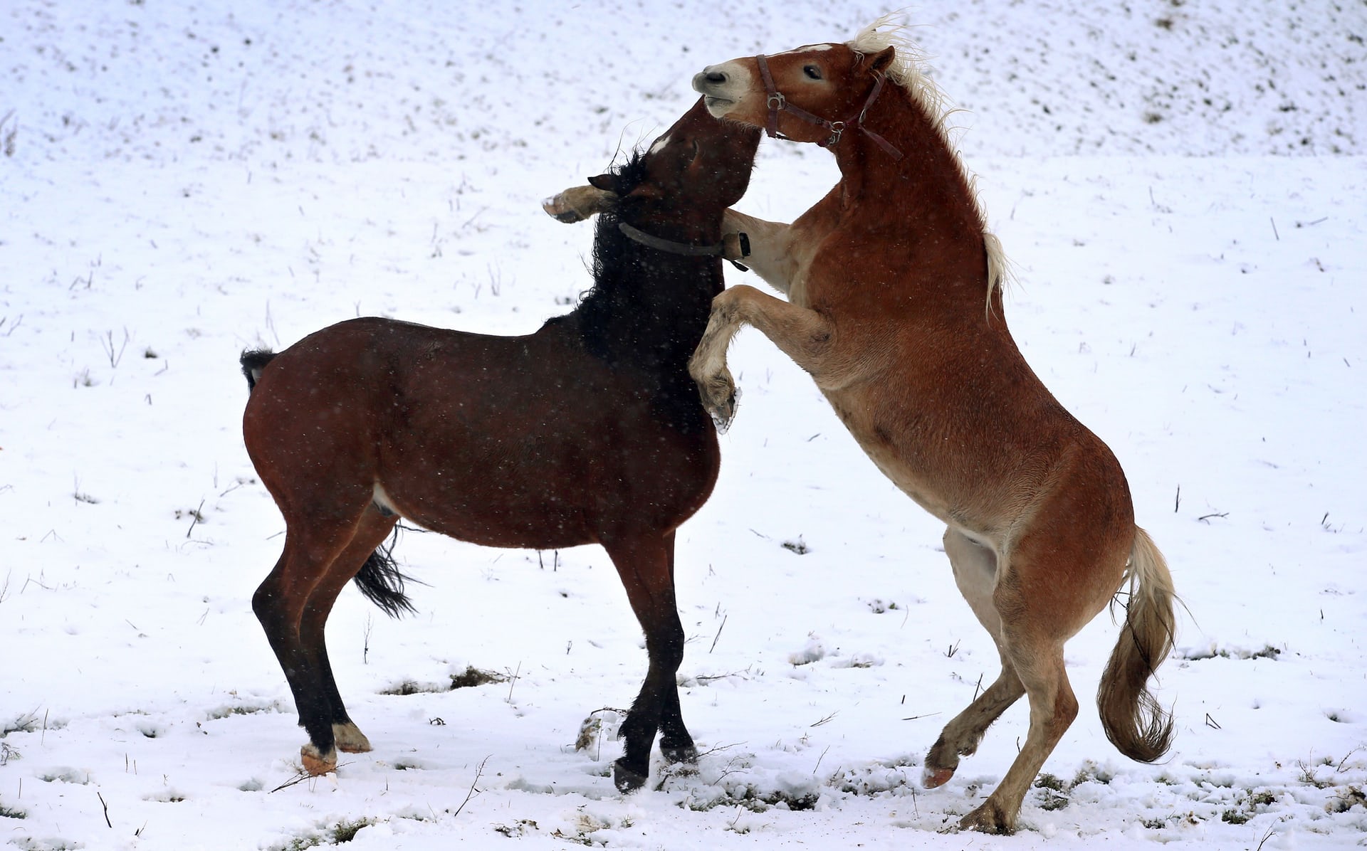 Horses are seem playing as cold weather and snow comes to Europe, Pfronten, southern Germany. PHOTO: AFP