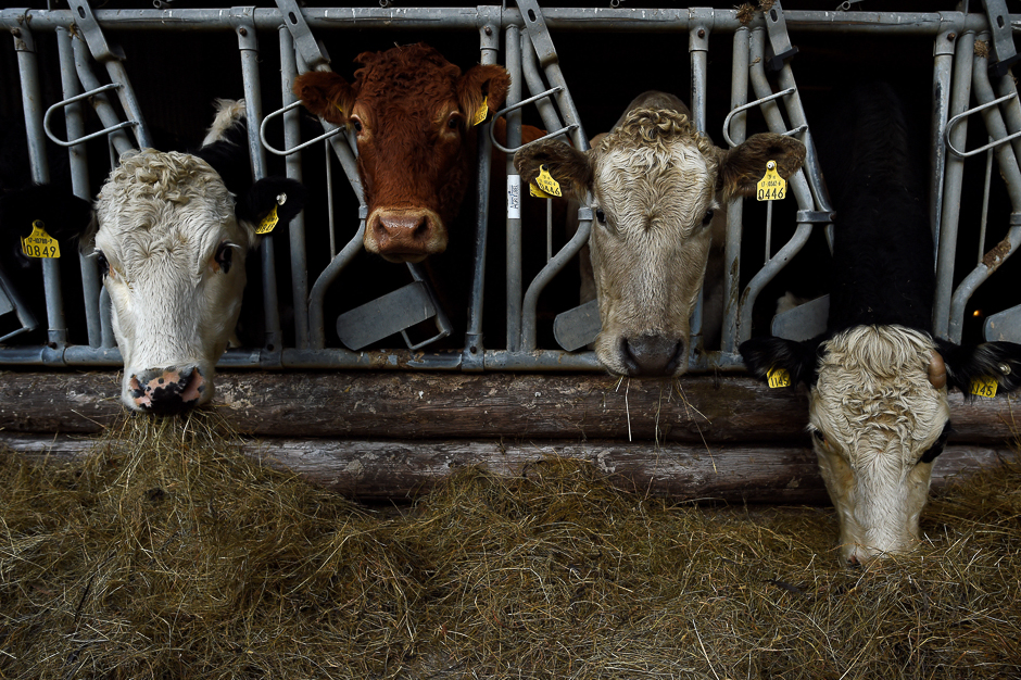 Farmer Philip Maguire's Hereford and Aberdeen Angus cattle eat silage on his farm in Stepaside, Ireland. PHOTO: REUTERS