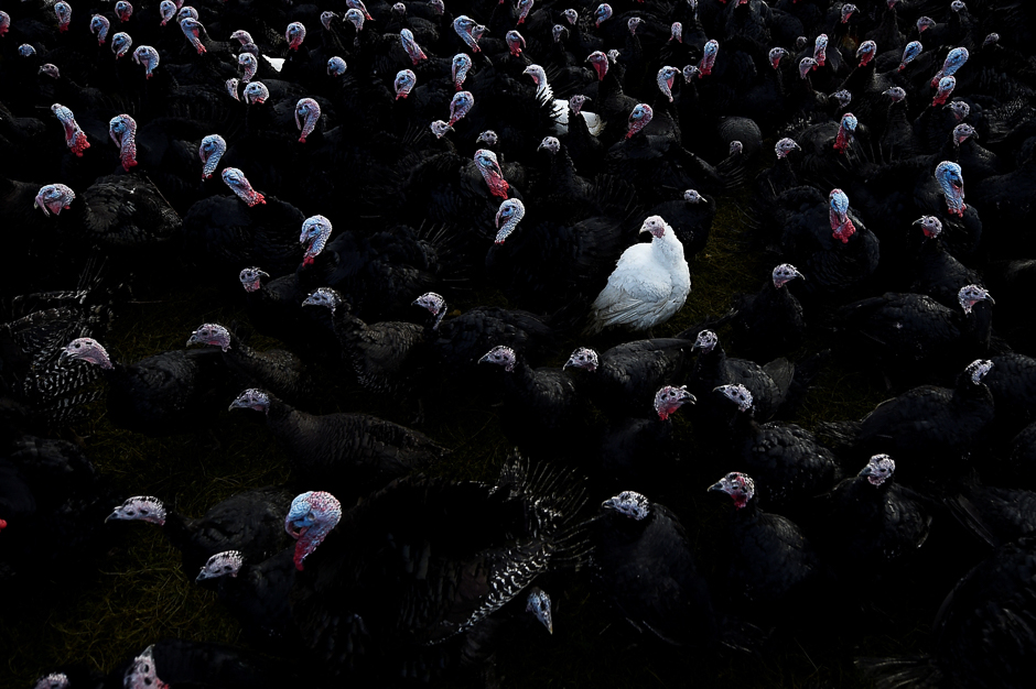 A white bronze turkey is seen amongst Norfolk black turkeys hatched in June and raised free range for Christmas are seen ready for market on David McEvoy's Turkey farm in Termonfeckin, Ireland. PHOTO: REUTERS