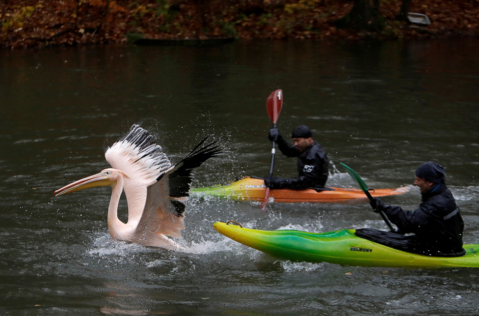 Zoo keepers catch a pelican to move it to its winter enclosure at Liberec Zoo in Liberec, Czech Republic. PHOTO: REUTERS
