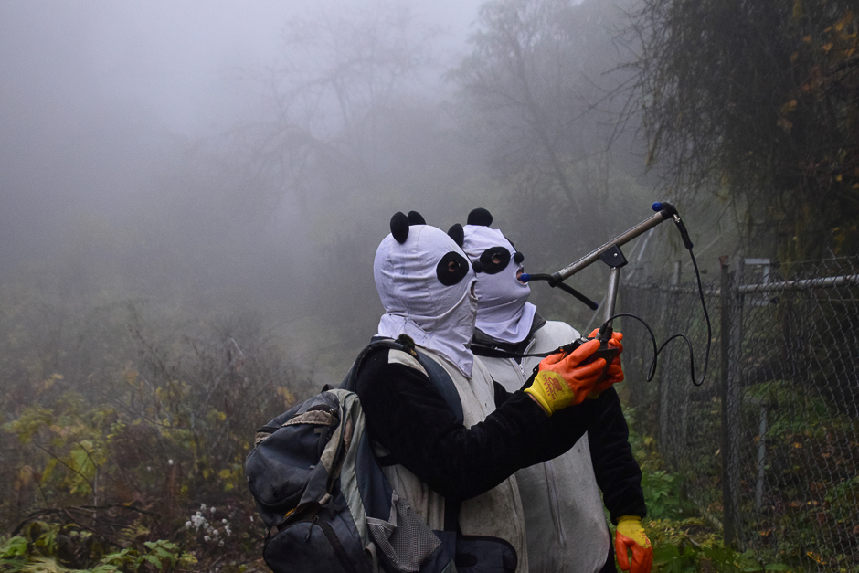 Workers wearing panda masks use a wireless device to detect the location of Yingxue, a panda which has received survival training, at a protection base before reintroducing it to the wild, in Wolong, Sichuan province, China. PHOTO: REUTERS