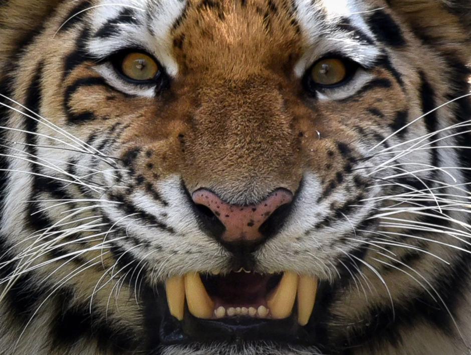 Tori, a two-year-old male Siberian tiger, also known as Amur or Ussuri tiger, growls in its enclosure at a zoo, Tbilisi, Georgia. PHOTO: REUTERS
