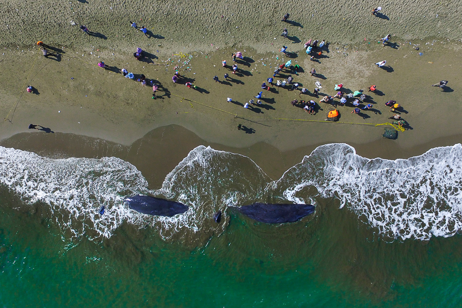 This aerial picture shows villagers looking at two dead sperm whales on a beach in Aceh Besar. PHOTO: AFP