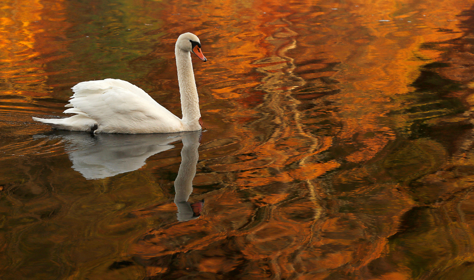 A swan paddles through the reflected autumnal colours on Loch Faskally Pitlochry , Scotland. PHOTO: REUTERS