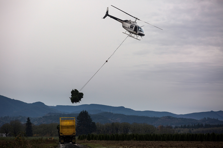 A helicopter is used to transport freshly harvested Christmas trees to destinations across the United States in Sheridan, Oregon, US. PHOTO: REUTERS