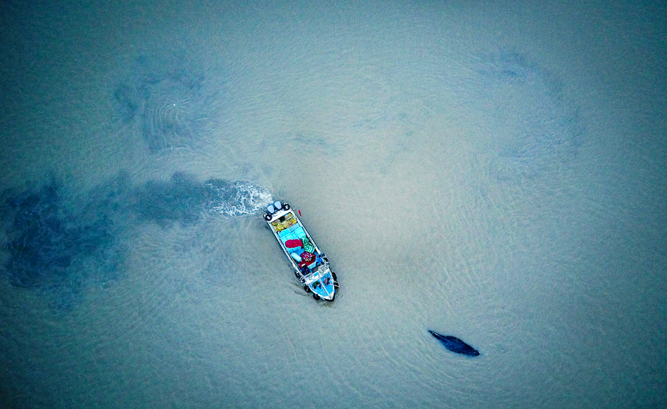 A boat escorting a stranded humpback whale back to deeper waters in Qidong in China's eastern Jiangsu province. PHOTO: AFP