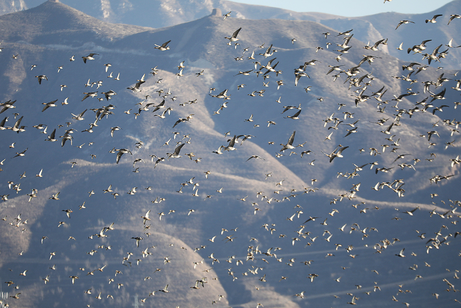 Birds fly over Guanting lake in Zhangjiakou, Hebei province, China. PHOTO: AFP