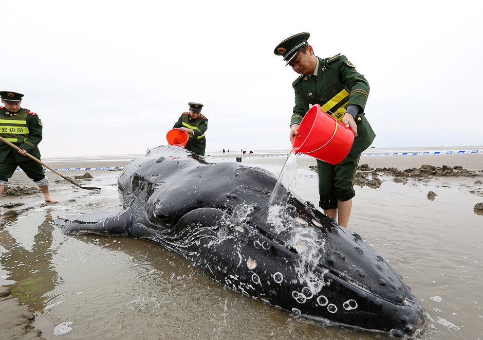 Chinese police pour water on a stranded humpback whale to keep it cool in Qidong in China's eastern Jiangsu province. PHOTO: AFP