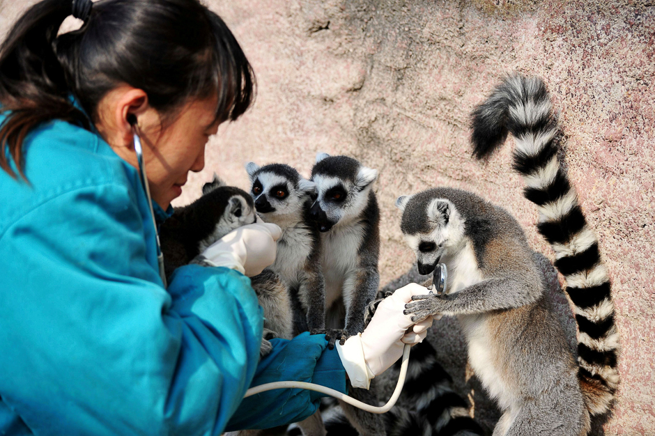 A veterinarian checks the health of a ring-tailed lemur with a stethoscope at a wildlife park in Qingdao, Shandong province, China. PHOTO: REUTERS