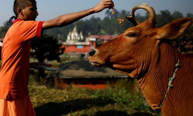 Cow is regarded as sacred by Hindus in India and cow slaughter is banned in 22 states. PHOTO: REUTERS