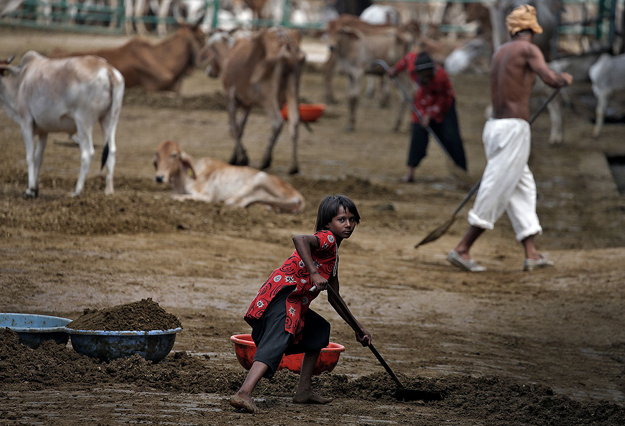 A girl shovels manure from cattle at a facility that receives cows seized by vigilantes from Muslim farmers in the town of Barsana in Uttar Pradesh state. PHOTO: REUTERS 