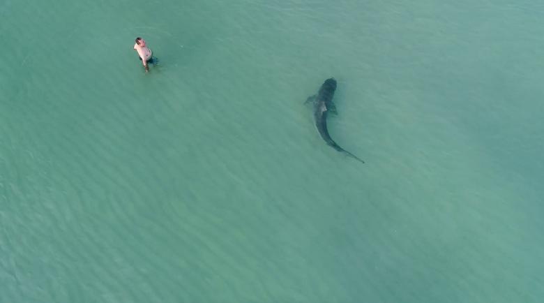 A man wades in the sea as a tiger shark swims past, in Miami Beach, US. PHOTO: REUTERS