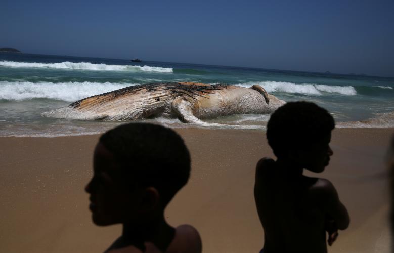 A dead whale is seen on the shore of the Ipanema beach in Rio de Janeiro, Brazil. PHOTO: REUTERS