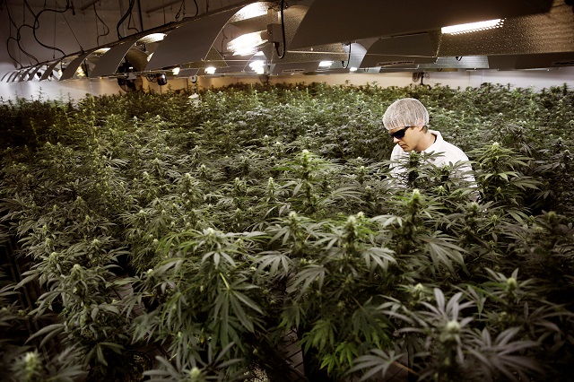  FILE PHOTO: Master Grower Ryan Douglas waters marijuana plants in a growing room at Tweed Marijuana Inc in Smith's Falls, Ontario, February 20, 2014.    PHOTO: REUTERS