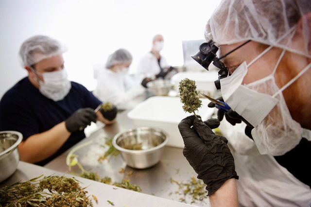  FILE PHOTO: Director of Quality Assurance Thomas Shipley prunes dry marijuana buds before they are processed for shipping at Tweed Marijuana Inc  in Smith's Falls, Ontario, April 22, 2014. PHOTO: REUTERS
