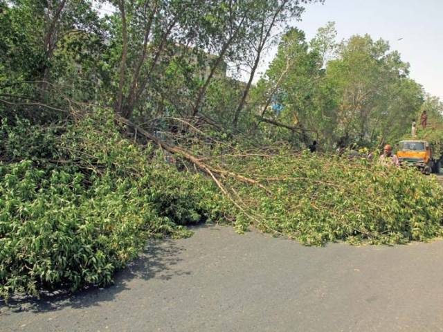 Fallen conocarpus trees at University Road. PHOTO: FILE