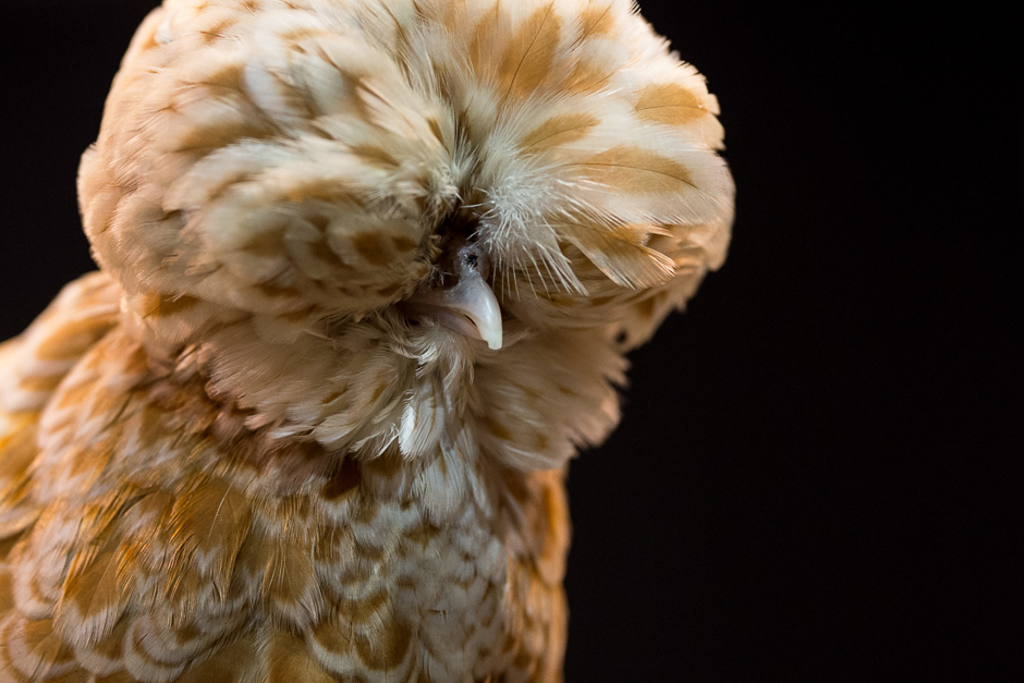 A Poland Bantam Chamois female chicken is seen on display at the 45th National Championship Poultry Show, hosted by 'The Poultry Club of Great Britain' and held at The International Centre in Telford, Shropshire. PHOTO: AFP