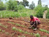 tarekegn-kareto-plucks-weeds-in-his-maize-field-in-argoba-village-southern-ethiopia-september-29-2017-thomson-reuters-foundationelias-gebreselassie-2
