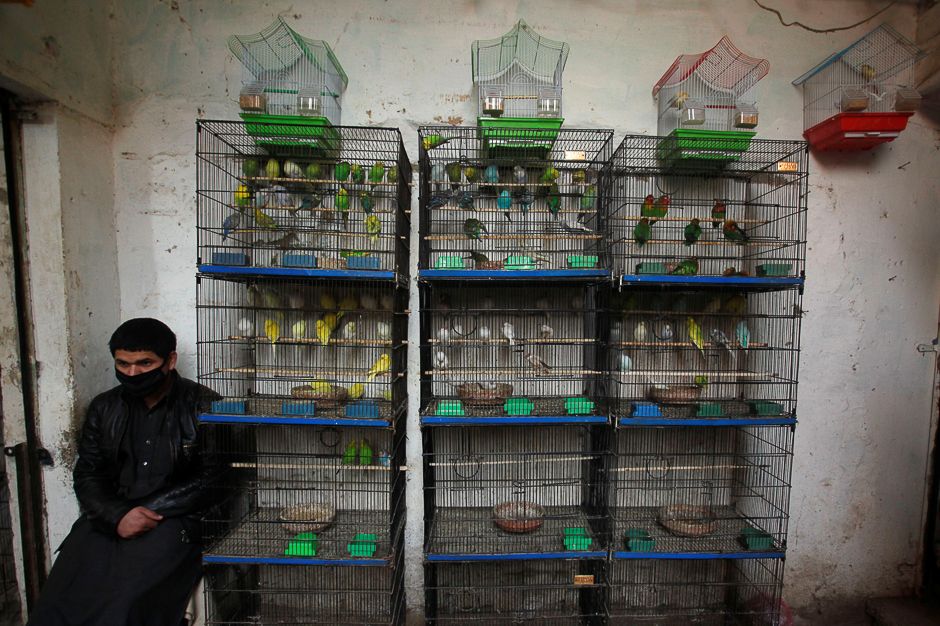 A seller sits besides birds for sale as he waits for customers at a pet shop in Peshawar, Pakistan. PHOTO: REUTERS