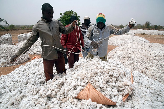 Farmers shift cotton bolls in Soungalodaga village near Bobo-Dioulasso. PHOTO: REUTERS