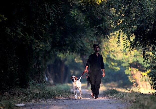 A man walks his dog in a park. PHOTO: REUTERS