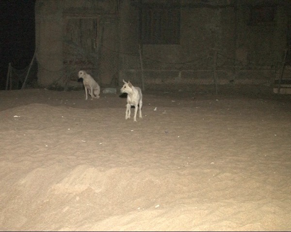 Stray dogs wander the beach in search of food and often find turtle eggs. PHOTO: EXPRESS