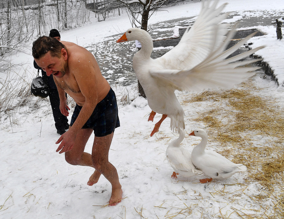 A goose attacks an Orthodox believer as he leaves the icy waters of a pond during the celebration of the Orthodox Epiphany holiday in Kiev. PHOTO: AFP