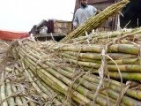 sugarcane-app-2-3-3