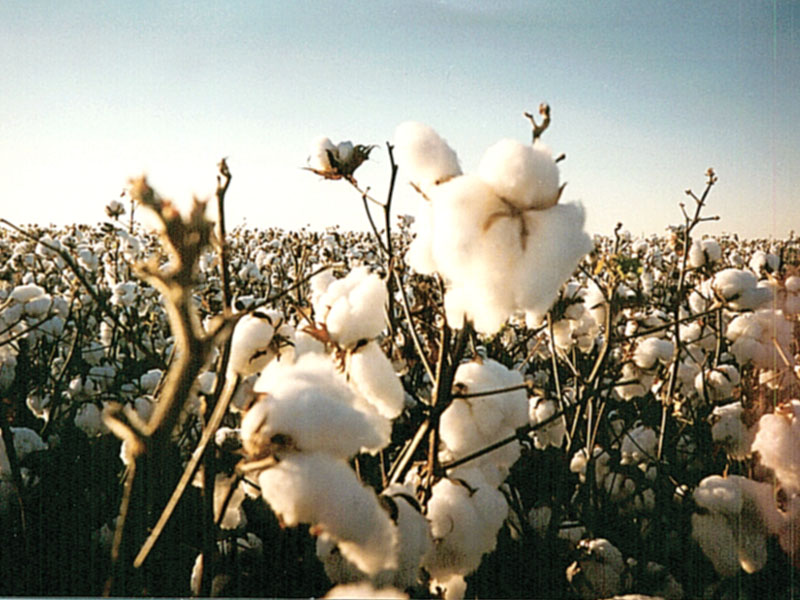 cotton farm photo file