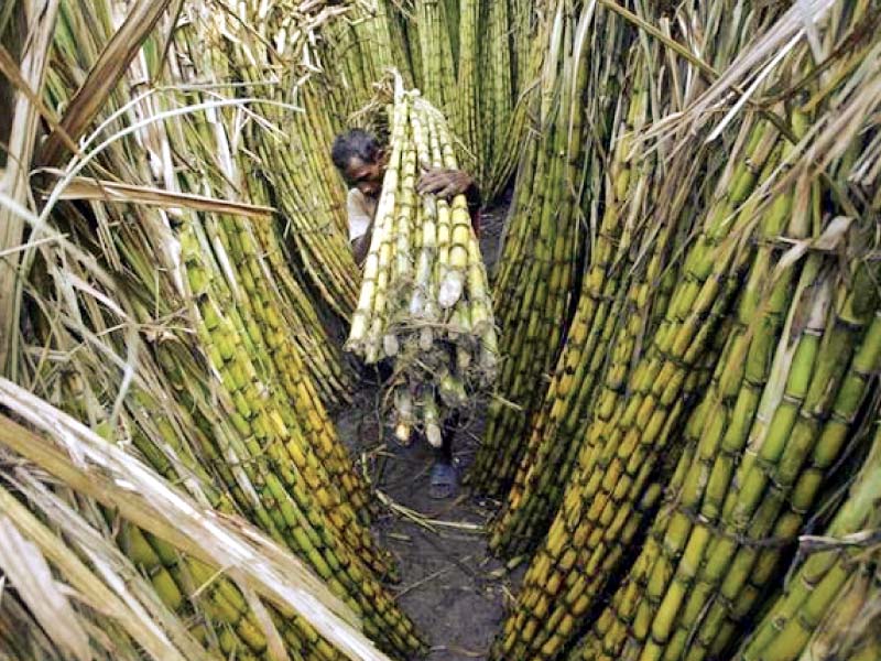 this came despite the fact that an association of commercial banks had supported the growers and even the sbp had endorsed the old mechanism saying it would guarantee timely payments to the farmers photo reuters