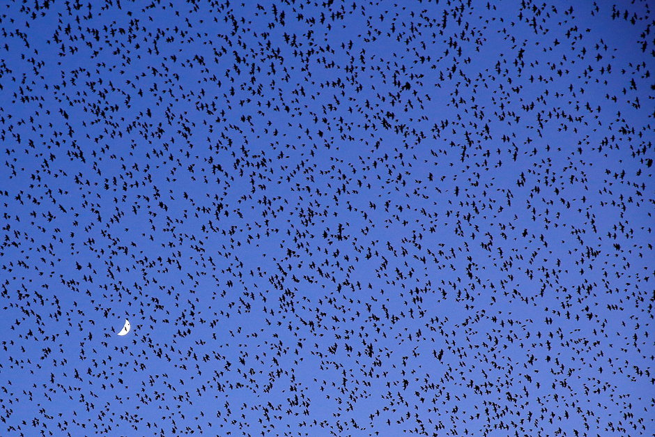 A flock of starlings fills the dusk sky over Rome, Italy. PHOTO: REUTERS