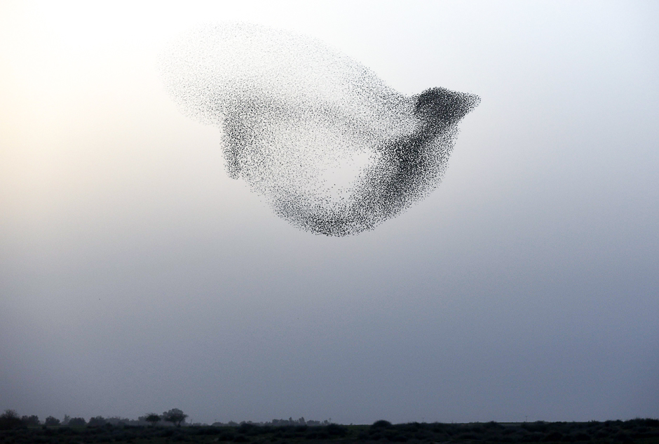 A murmuration of starlings performing their traditional dance before landing to sleep near the southern Israeli city of Rahat, in the Negev desert. PHOTO: AFP