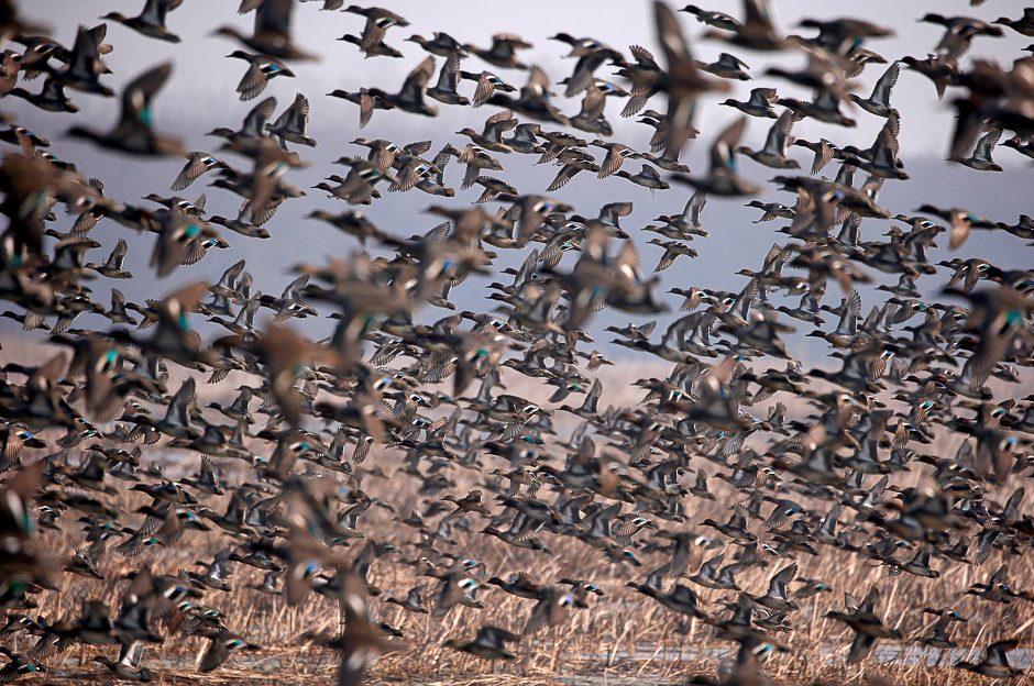 A flock of Common Teal fly across a wetland on a winter day on the outskirts of Srinagar. PHOTO: REUTERS