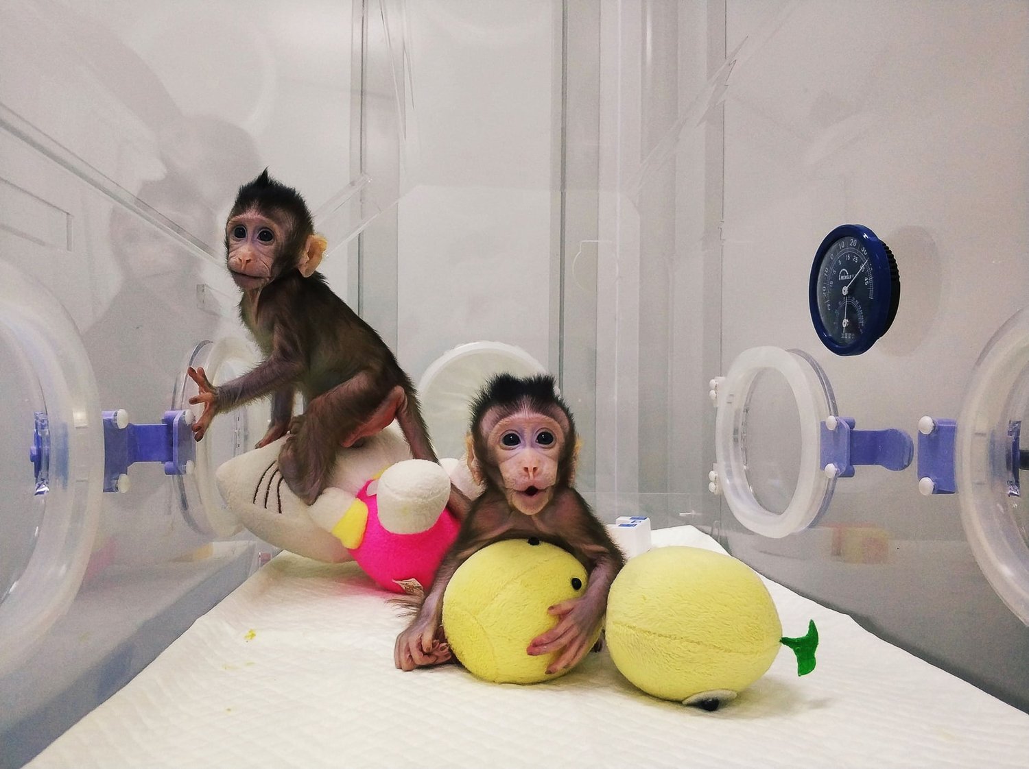 Cloned monkeys Zhong Zhong and Hua Hua are monitired at the Academy of Sciences, Shanghai, China. PHOTO: AFP