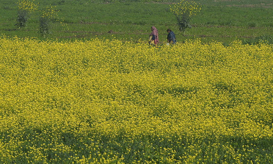 Pakistani women walk past muster field on the outskirt of Lahore. PHOTO: AFP
