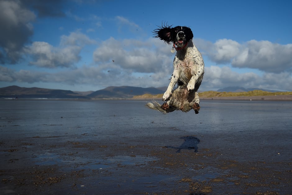 A dog jumps into the air to catch a ball along the beach near the County Kerry village of Rossbeigh, Ireland. PHOTO: REUTERS