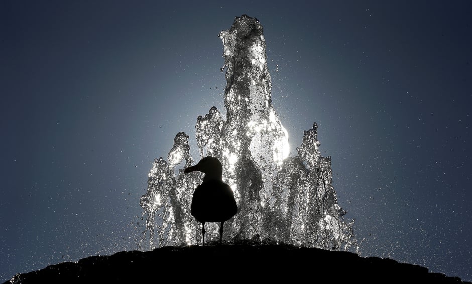 A seagull stands atop a fountain in Saint Peter's Square at the Vatican. PHOTO: REUTERS
