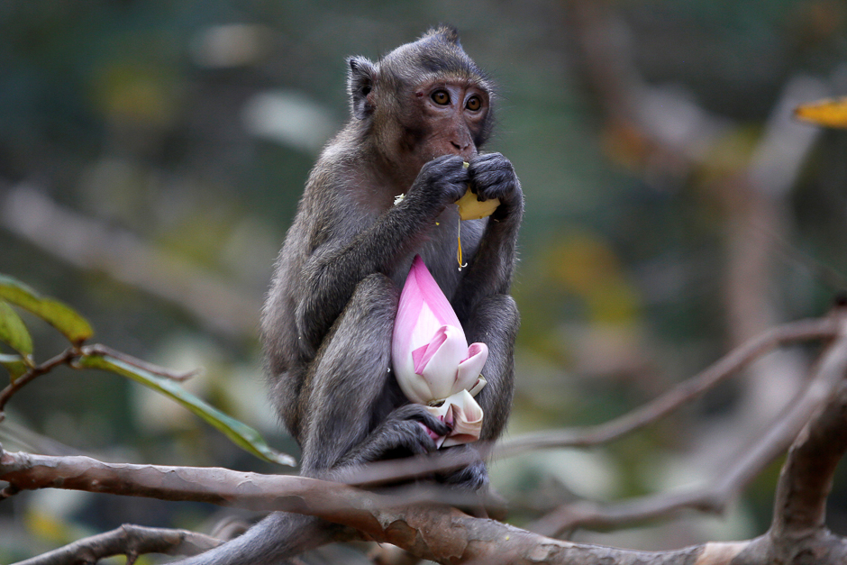 A monkey eats a lotus flower, during the annual Makha Bucha Day which celebrates Buddha's teachings, in Kandal province, Cambodia. PHOTO: REUTERS