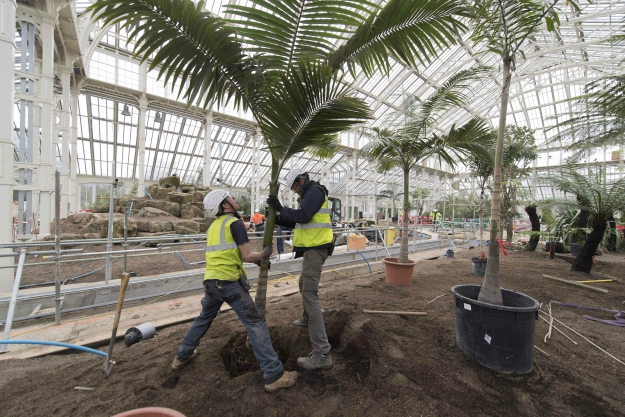 Workers plant a Archontophoenix Cunninghamiana (an Australian palm tree) inside the Temperate House. PHOTO: AFP