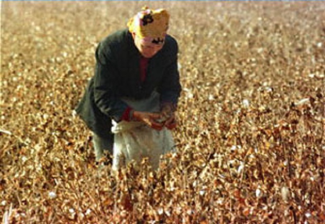 southern xinjiang is a major producer of cotton and fruit however a lack of water and outdated irrigation systems have long hampered agricultural development in the region photo afp